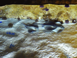 Stingrays and Sea Urchins at the Mediterranean area at the Palma Aquarium