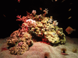 Yellow Cluster Anemone and coral at the Mediterranean area at the Palma Aquarium