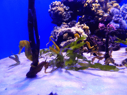 Seahorses at the Mediterranean area at the Palma Aquarium