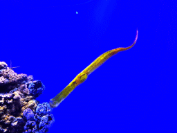 Trumpetfish at the Mediterranean area at the Palma Aquarium
