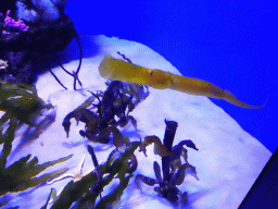 Trumpetfish at the Mediterranean area at the Palma Aquarium