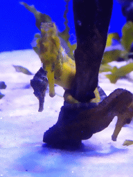 Seahorses at the Mediterranean area at the Palma Aquarium