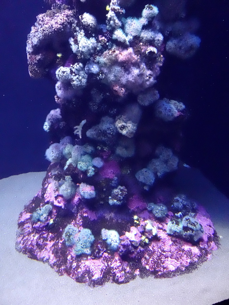 Coral at the Mediterranean area at the Palma Aquarium
