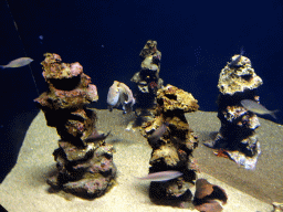 Octopus and fishes at the Mediterranean area at the Palma Aquarium