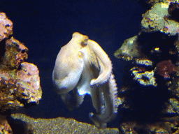 Octopus at the Mediterranean area at the Palma Aquarium