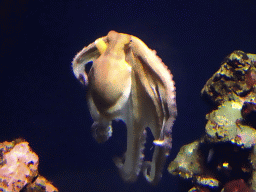 Octopus at the Mediterranean area at the Palma Aquarium