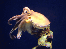 Octopus at the Mediterranean area at the Palma Aquarium