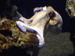 Octopus at the Mediterranean area at the Palma Aquarium