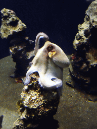 Octopus at the Mediterranean area at the Palma Aquarium
