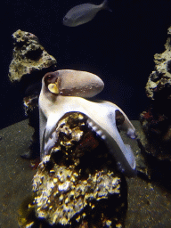 Octopus and fish at the Mediterranean area at the Palma Aquarium