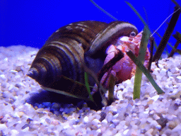 Hermit Crab at the Mediterranean area at the Palma Aquarium