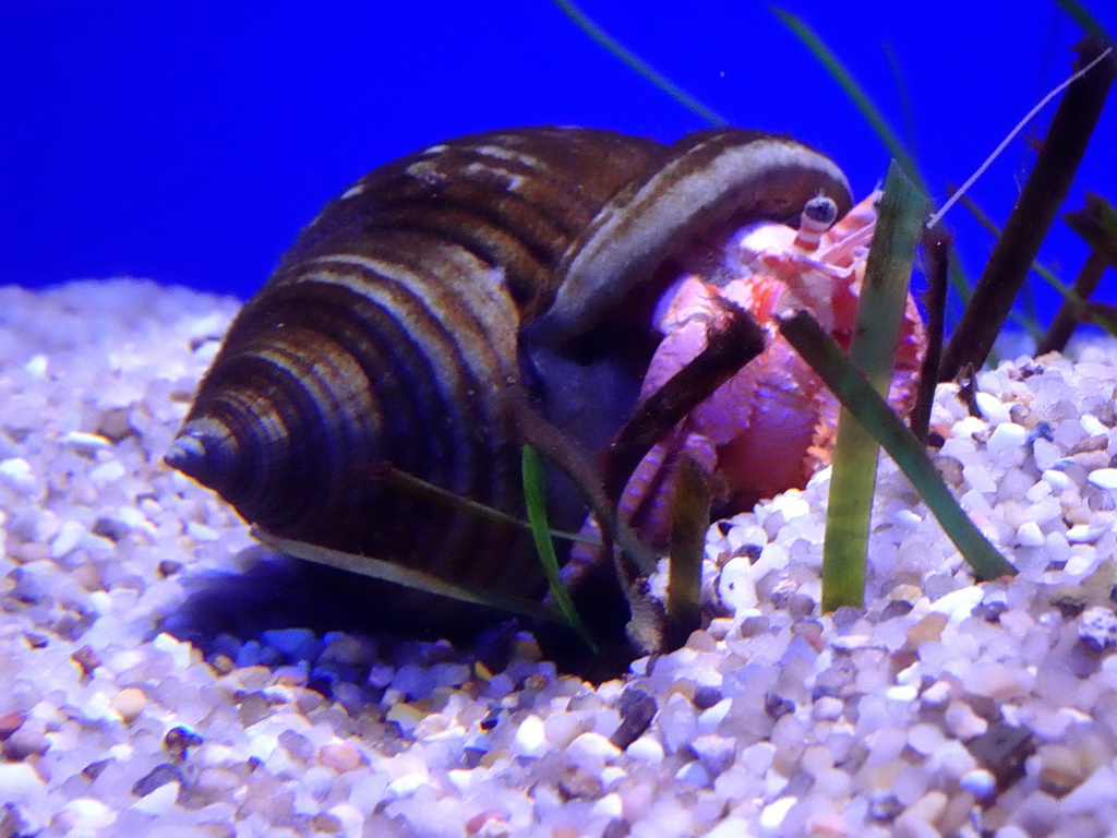 Hermit Crab at the Mediterranean area at the Palma Aquarium