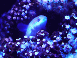 Fish and sea anemones at the Mediterranean area at the Palma Aquarium