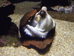 Octopus at the Mediterranean area at the Palma Aquarium