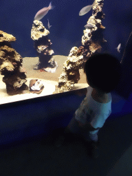 Max with an Octopus and fishes at the Mediterranean area at the Palma Aquarium