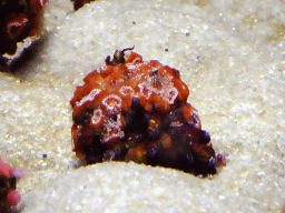 Coral at the Tropical Seas area at the Palma Aquarium