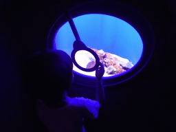 Max looking at fishes and sea anemones with a magnifying glass at the Tropical Seas area at the Palma Aquarium