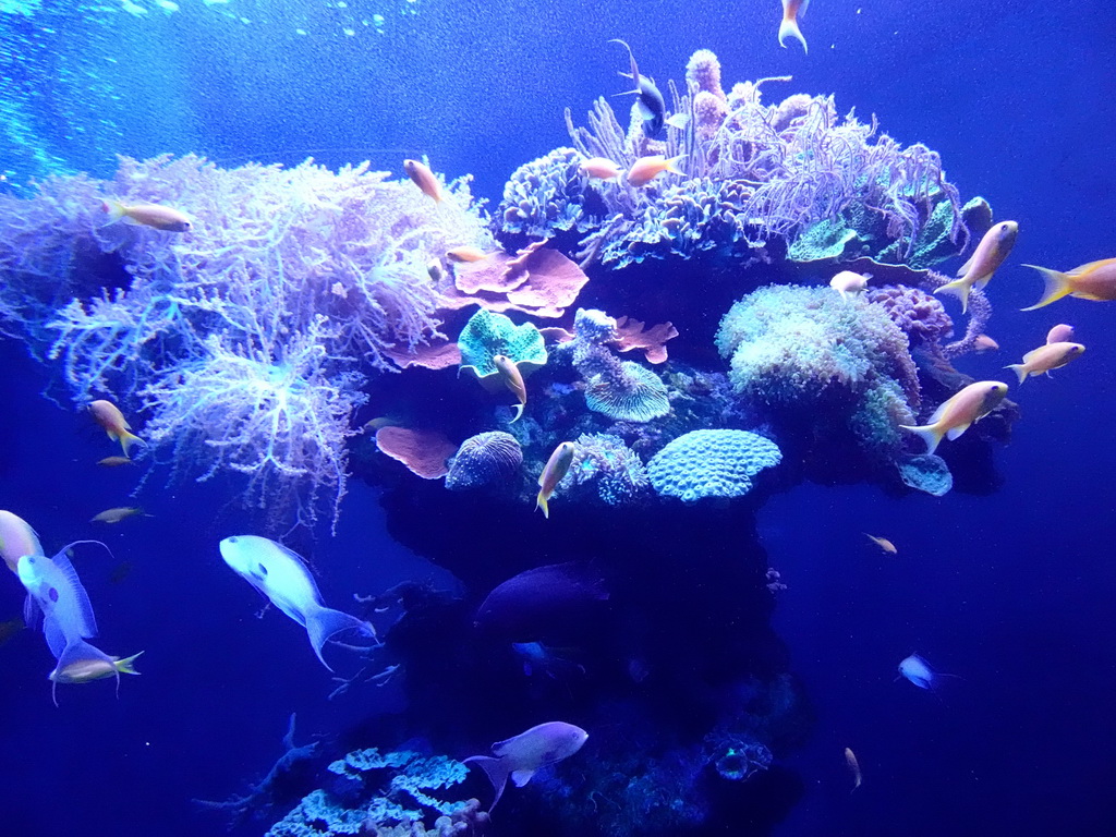 Fishes and coral at the Tropical Seas area at the Palma Aquarium