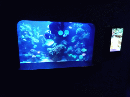 Diver, fishes and coral at the Tropical Seas area at the Palma Aquarium