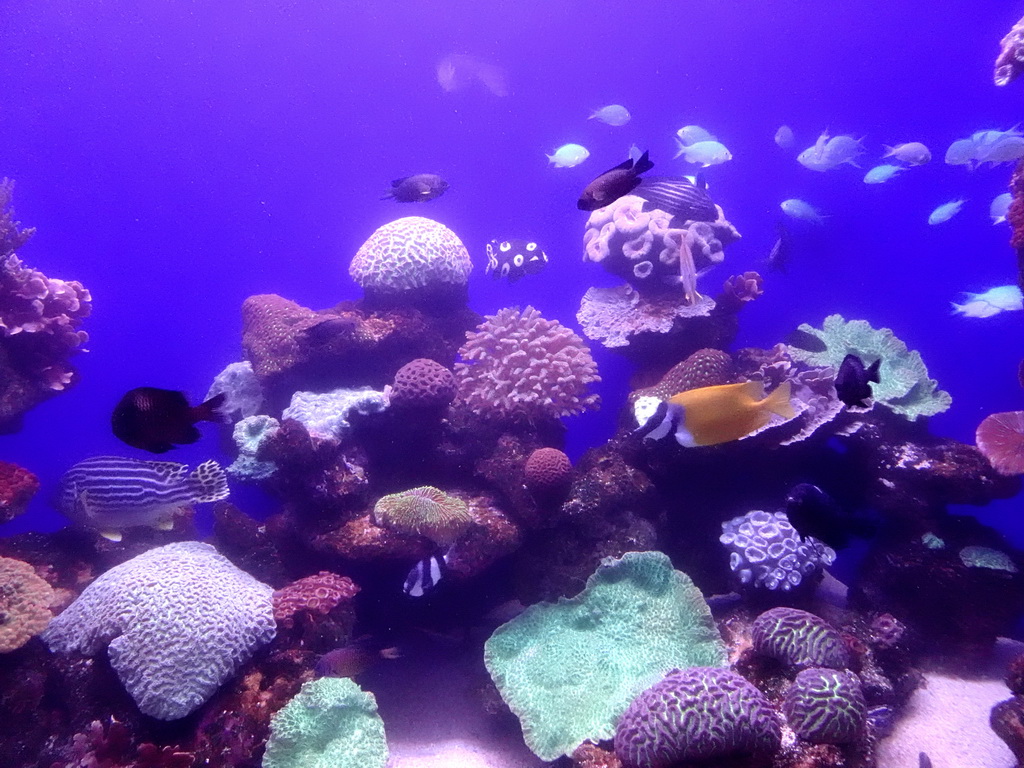 Fishes and coral at the Tropical Seas area at the Palma Aquarium