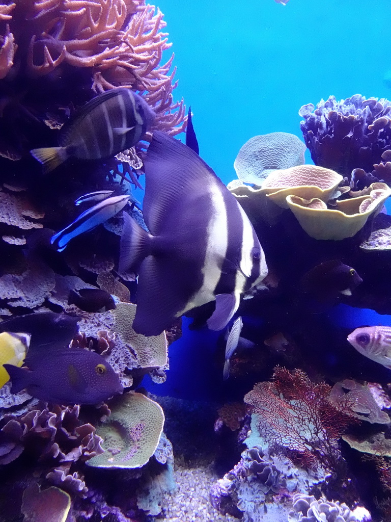 Fishes and coral at the Tropical Seas area at the Palma Aquarium