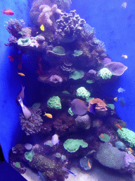 Fishes and coral at the Tropical Seas area at the Palma Aquarium