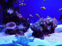 Clownfishes, Starfish and sea anemones at the Tropical Seas area at the Palma Aquarium