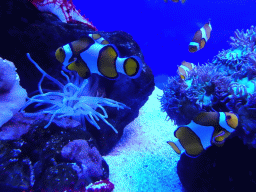Clownfishes and sea anemones at the Tropical Seas area at the Palma Aquarium