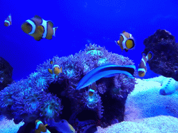 Clownfishes, Starfishes, other fishes and sea anemones at the Tropical Seas area at the Palma Aquarium