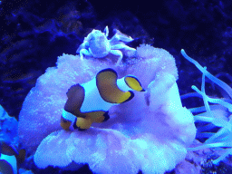 Clownfihs, Crab and sea anemone at the Tropical Seas area at the Palma Aquarium