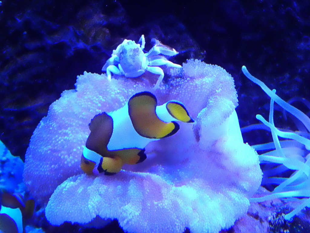 Clownfihs, Crab and sea anemone at the Tropical Seas area at the Palma Aquarium
