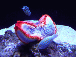 Fish and sea anemone at the Tropical Seas area at the Palma Aquarium