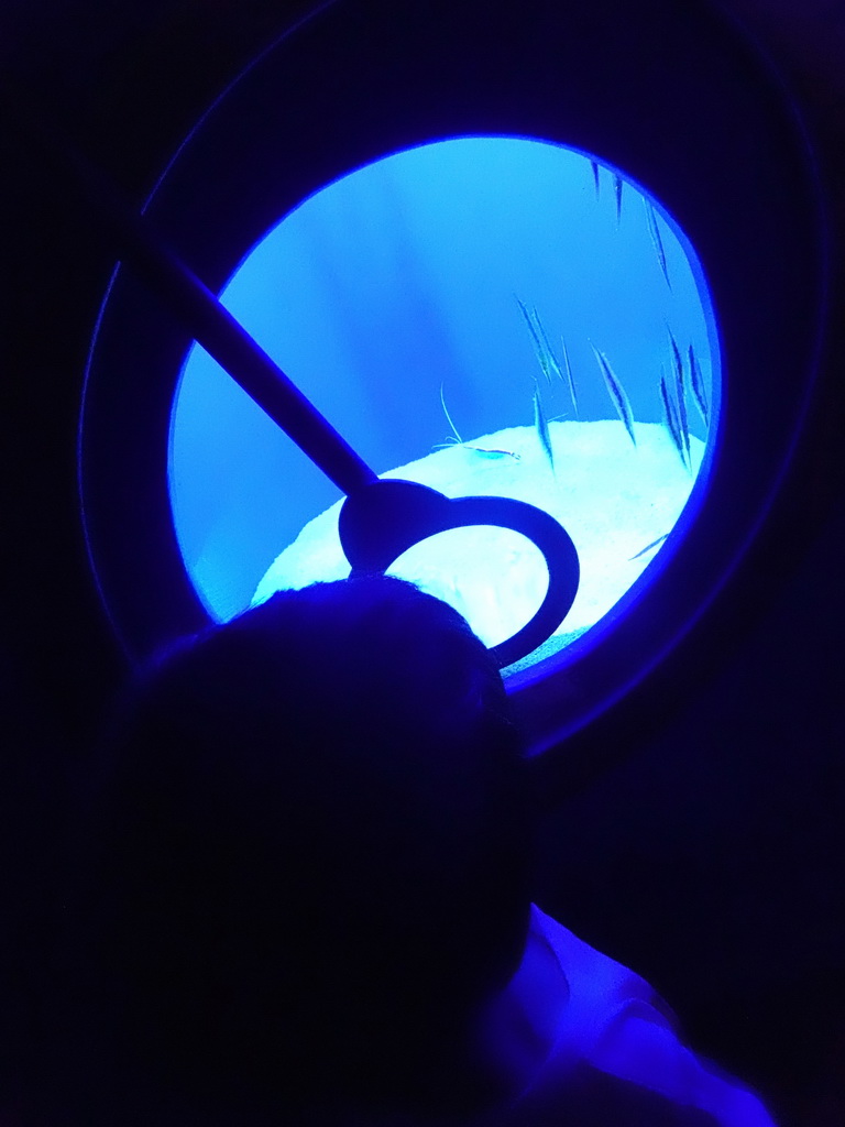 Max looking at Shrimpfishes with a magnifying glass at the Tropical Seas area at the Palma Aquarium