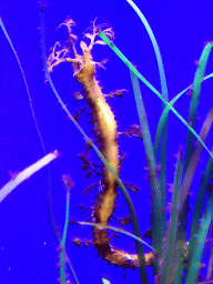 Leafy Seadragon at the Tropical Seas area at the Palma Aquarium