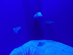 Fishes at the Tropical Seas area at the Palma Aquarium
