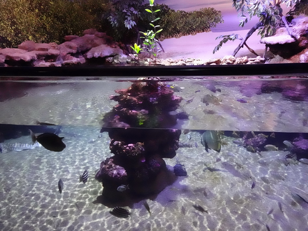 Fishes at the Tropical Seas area at the Palma Aquarium