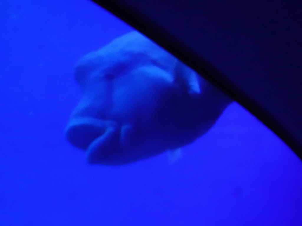 Humphead Wrasse at the Tropical Seas area at the Palma Aquarium