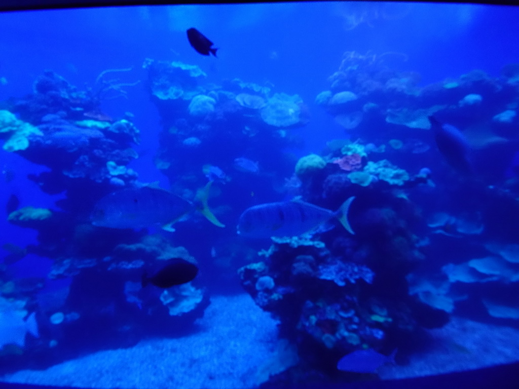 Fishes and coral at the Tropical Seas area at the Palma Aquarium