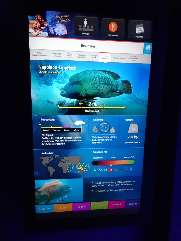 Explanation on the Humphead Wrasse at the Tropical Seas area at the Palma Aquarium