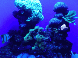 Fishes and coral at the Tropical Seas area at the Palma Aquarium