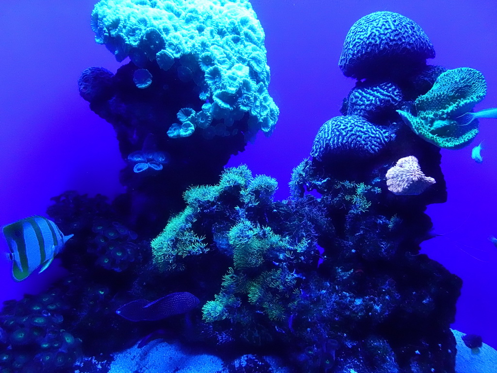 Fishes and coral at the Tropical Seas area at the Palma Aquarium