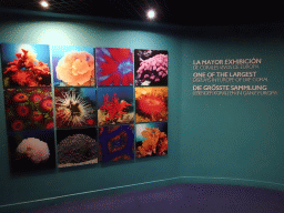 Information on the coral at the Tropical Seas area at the Palma Aquarium