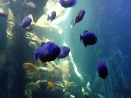 Piranhas and other fishes at the Tropical Seas area at the Palma Aquarium