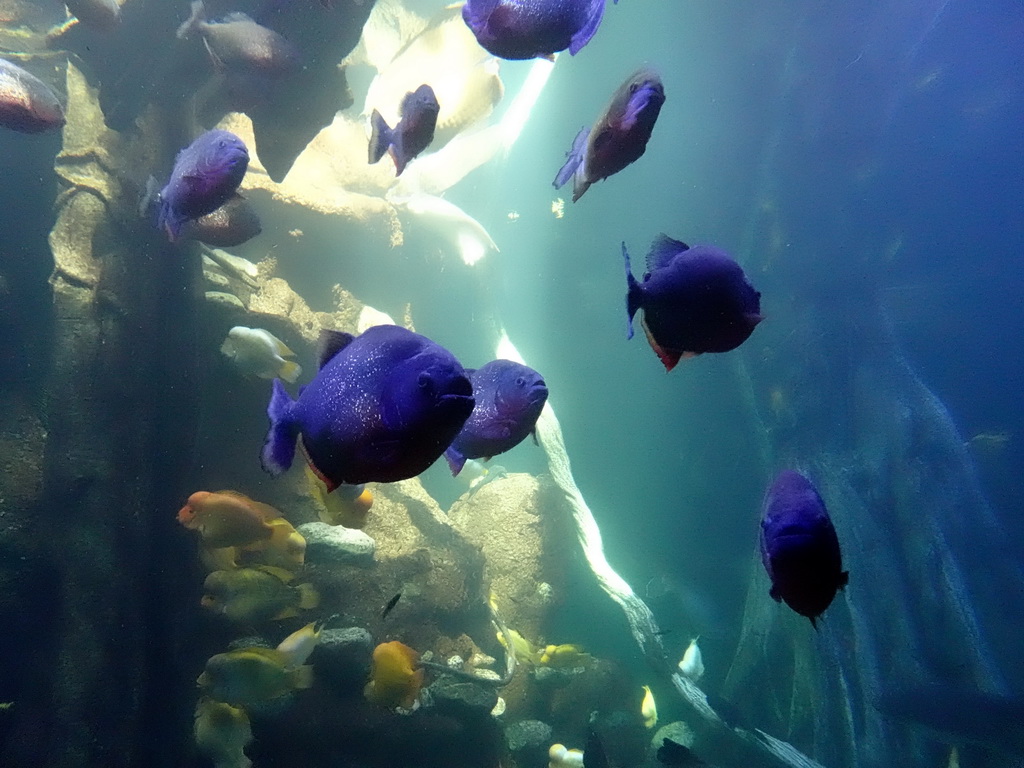 Piranhas and other fishes at the Tropical Seas area at the Palma Aquarium