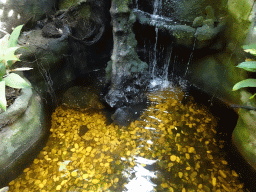Alligator Snapping Turtle and waterfall at the Jungle area at the Palma Aquarium
