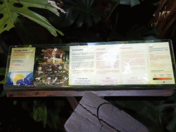 Explanation on the Alligator Snapping Turtle at the Jungle area at the Palma Aquarium