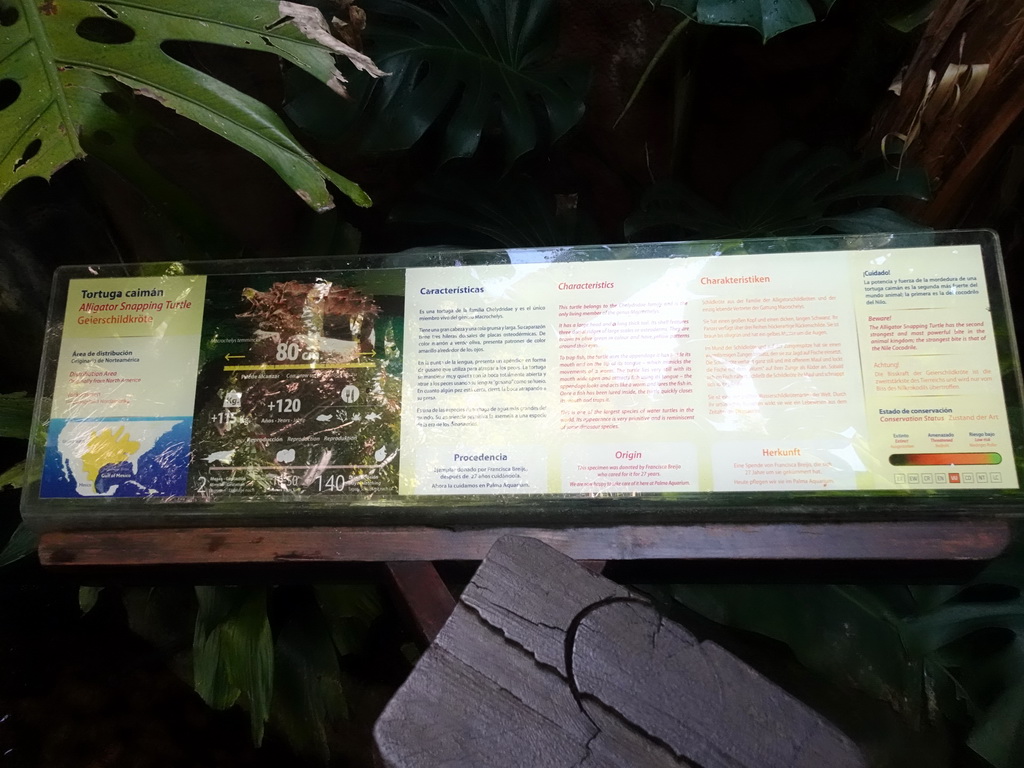 Explanation on the Alligator Snapping Turtle at the Jungle area at the Palma Aquarium