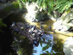 Turtles at the Jungle area at the Palma Aquarium