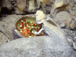 Central Bearded Dragon at the Jungle area at the Palma Aquarium