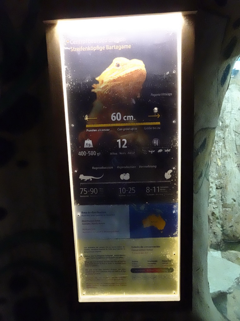 Explanation on the Central Bearded Dragon at the Jungle area at the Palma Aquarium